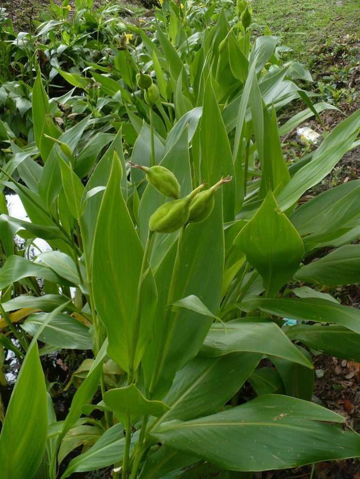 Golden Canna   10 Seeds   Canna flaccida