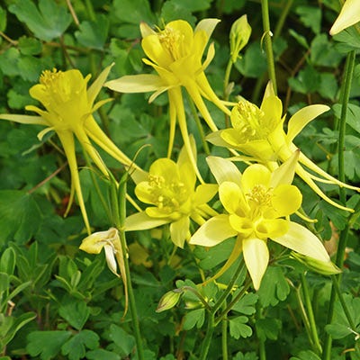 Golden Columbine   20 Seeds   Aquilegia chrysantha
