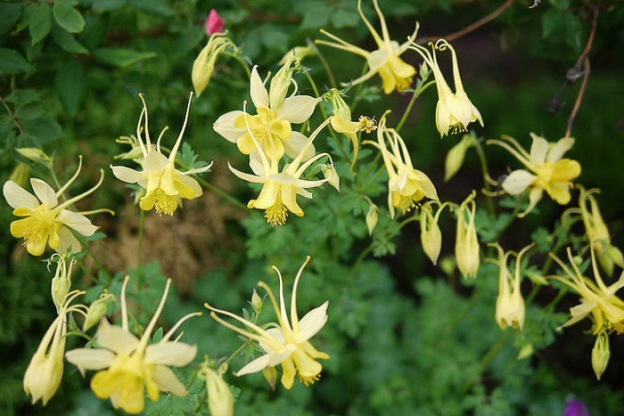 Golden Columbine   20 Seeds   Aquilegia chrysantha