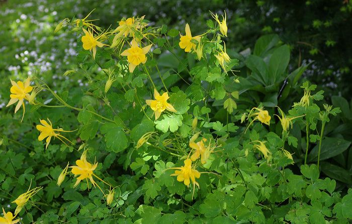 Golden Columbine   20 Seeds   Aquilegia chrysantha