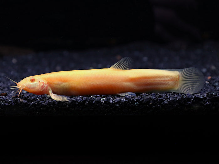 Golden Dojo Loach (Misgurnus anguillicaudatus) –  Tank-Bred