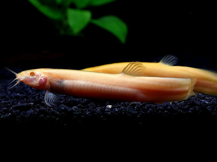 Golden Dojo Loach (Misgurnus anguillicaudatus) –  Tank-Bred