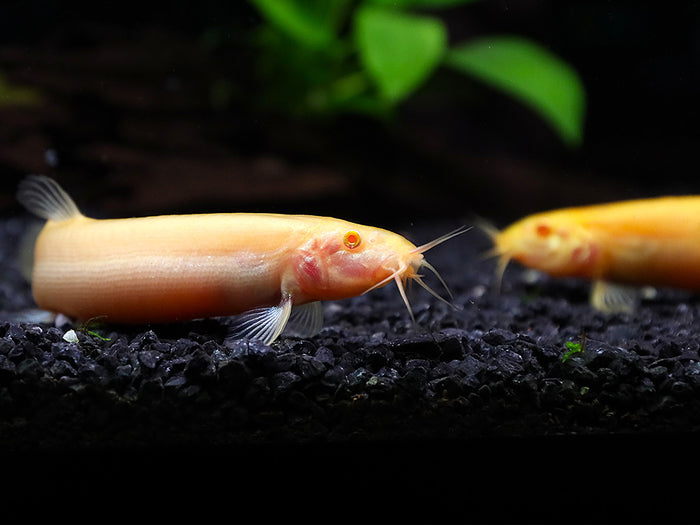 Golden Dojo Loach (Misgurnus anguillicaudatus) –  Tank-Bred