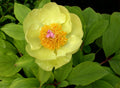 Golden Peony Paeonia mlokosewitschii 5 Seeds