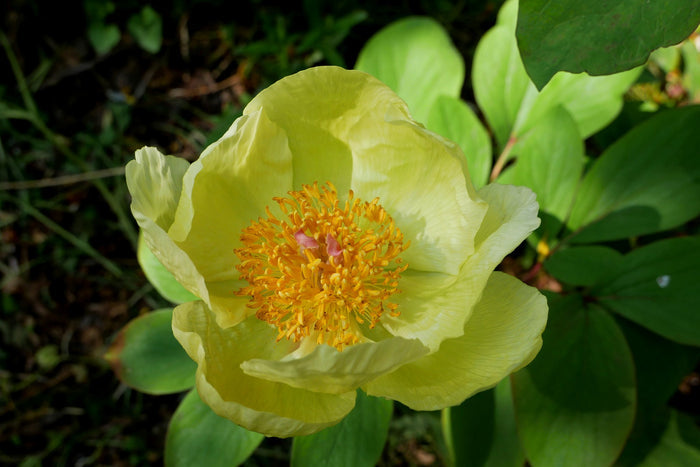 Golden Peony Paeonia mlokosewitschii 5 Seeds