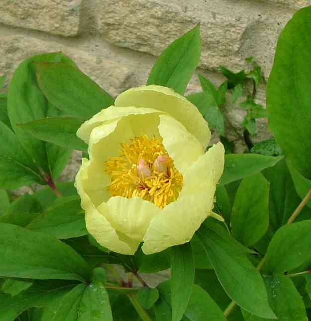 Golden Peony Paeonia mlokosewitschii 5 Seeds