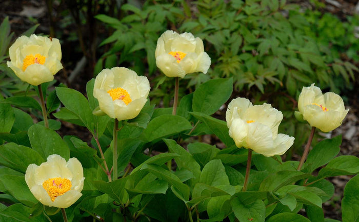Golden Peony Paeonia mlokosewitschii 5 Seeds