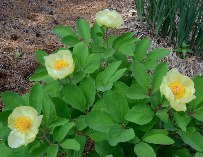 Golden Peony Paeonia mlokosewitschii 5 Seeds