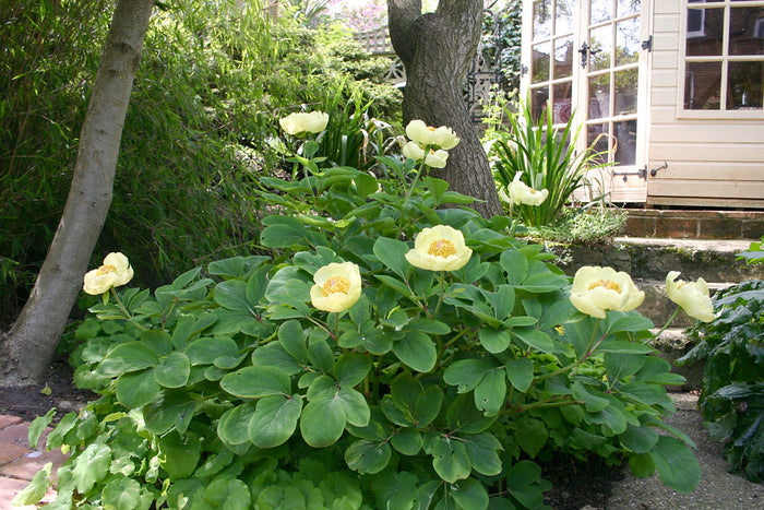 Golden Peony Paeonia mlokosewitschii 5 Seeds