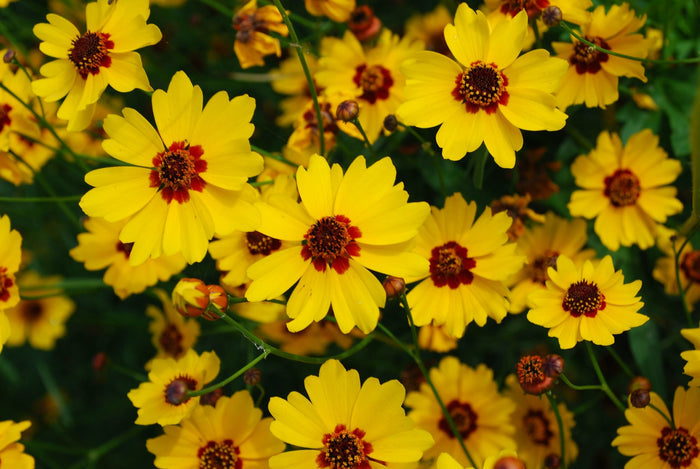 Goldenmane Coreopsis   100 Seeds   Coreopsis basalis