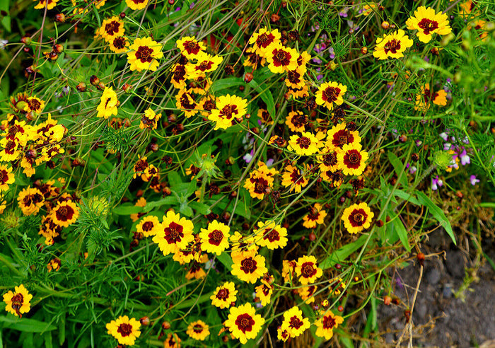 Goldenmane Coreopsis   100 Seeds   Coreopsis basalis