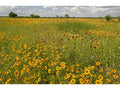 Goldenmane Coreopsis   100 Seeds   Coreopsis basalis