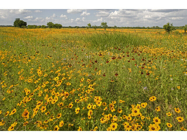 Goldenmane Coreopsis   100 Seeds   Coreopsis basalis