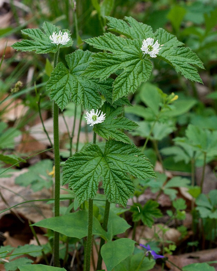 Goldenseal   5 Seeds   Hydrastis canadensis