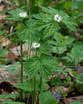 Goldenseal   5 Seeds   Hydrastis canadensis