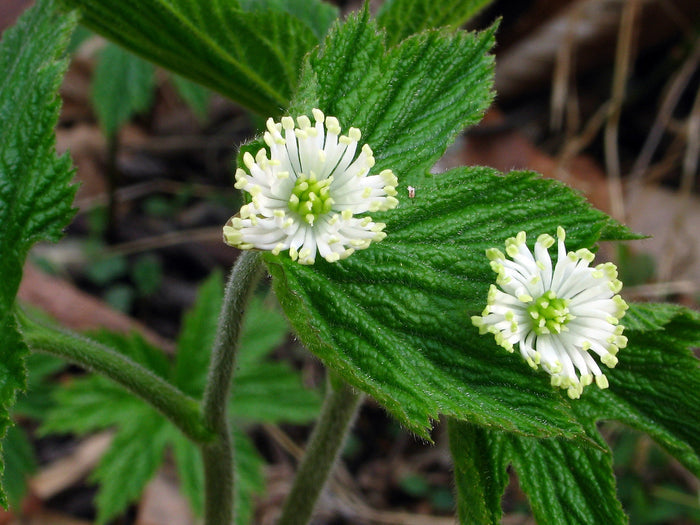 Goldenseal   5 Seeds   Hydrastis canadensis