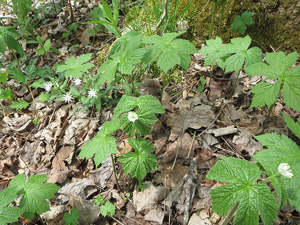 Goldenseal   5 Seeds   Hydrastis canadensis