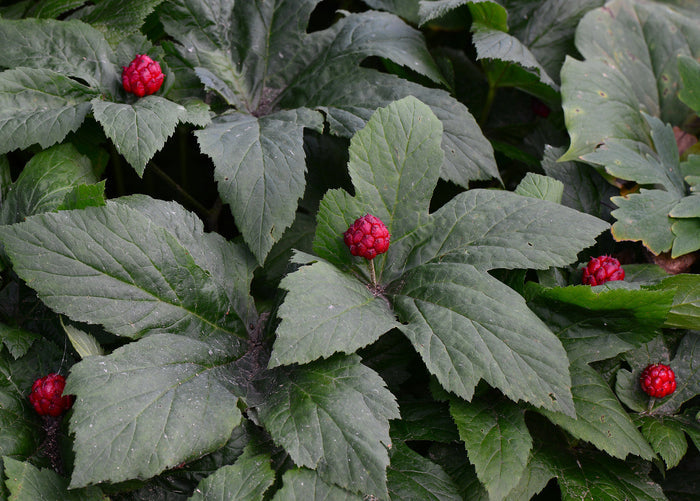 Goldenseal   5 Seeds   Hydrastis canadensis