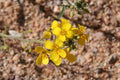 Gordon’s Bladderpod  20 Seeds  Lesquerella gordonii
