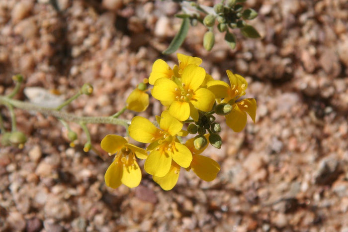 Gordon’s Bladderpod  20 Seeds  Lesquerella gordonii