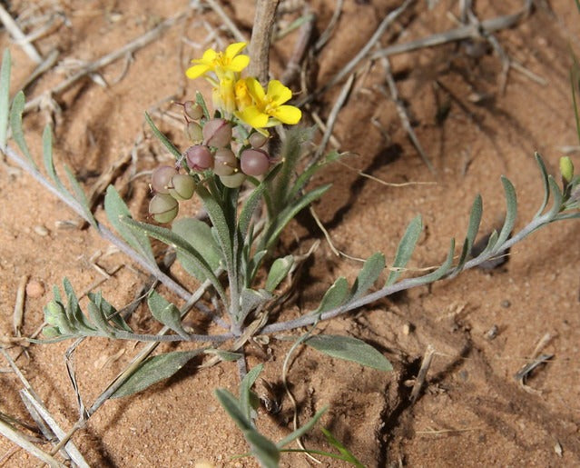 Gordon’s Bladderpod  20 Seeds  Lesquerella gordonii