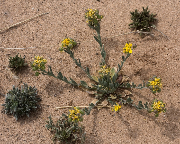 Gordon’s Bladderpod  20 Seeds  Lesquerella gordonii