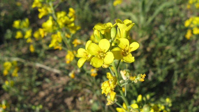 Gordon’s Bladderpod  20 Seeds  Lesquerella gordonii