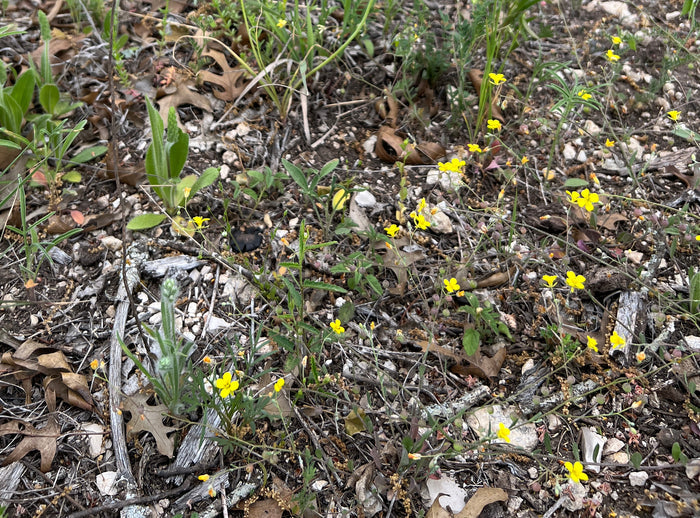 Gordon’s Bladderpod  20 Seeds  Lesquerella gordonii
