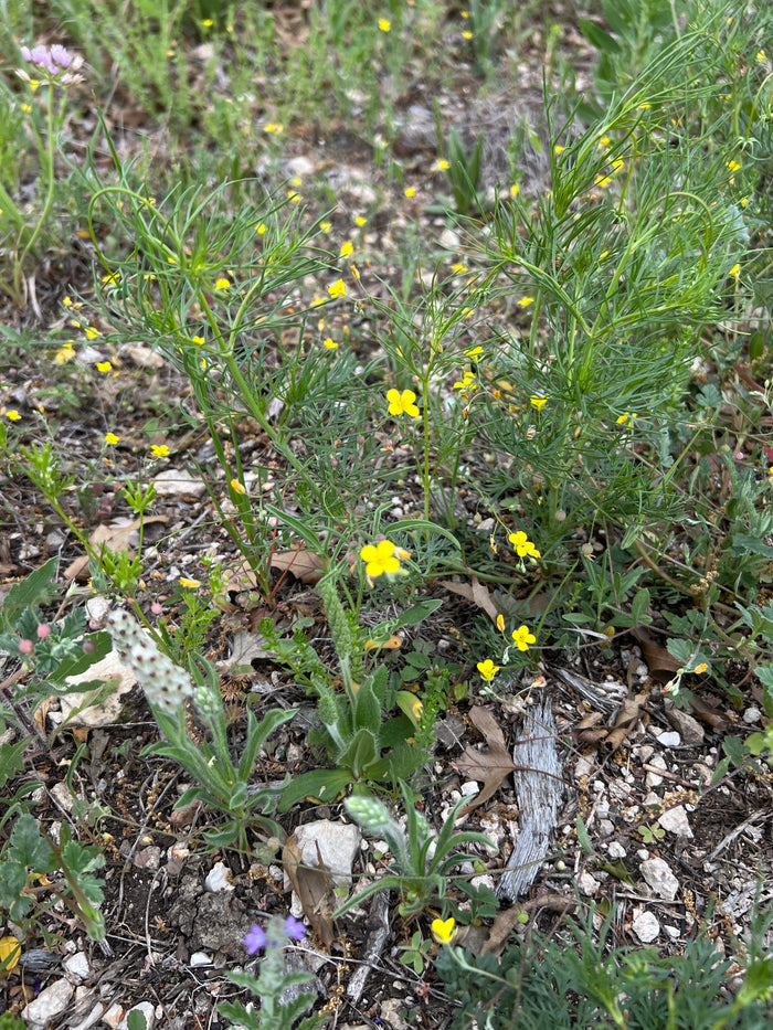 Gordon’s Bladderpod  20 Seeds  Lesquerella gordonii