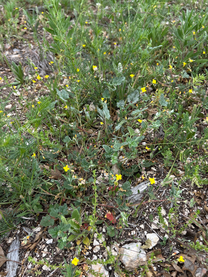 Gordon’s Bladderpod  20 Seeds  Lesquerella gordonii