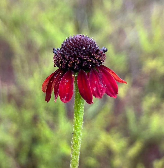Grass-Leaved Coneflower   20 Seeds   Rudbeckia graminifolia