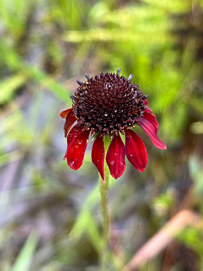 Grass-Leaved Coneflower   20 Seeds   Rudbeckia graminifolia