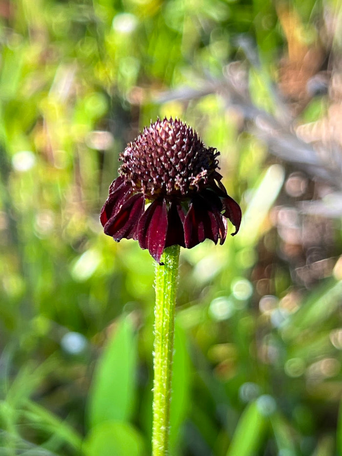 Grass-Leaved Coneflower   20 Seeds   Rudbeckia graminifolia