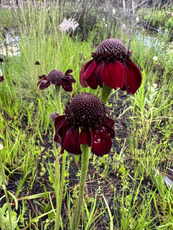 Grass-Leaved Coneflower   20 Seeds   Rudbeckia graminifolia