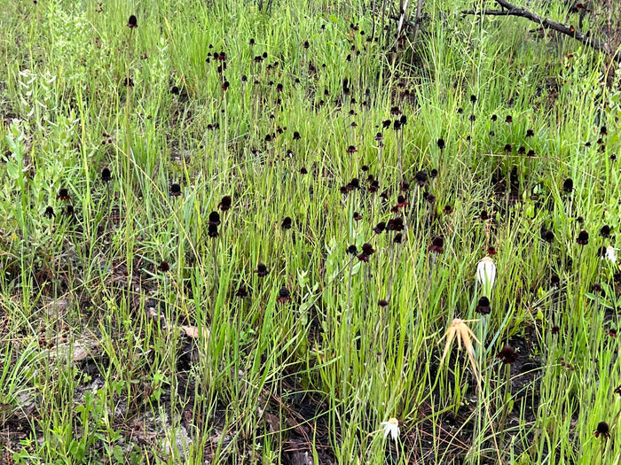Grass-Leaved Coneflower   20 Seeds   Rudbeckia graminifolia