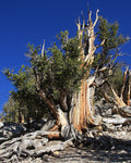Great Basin Bristlecone Pine Pinus longaeva 10 Seeds