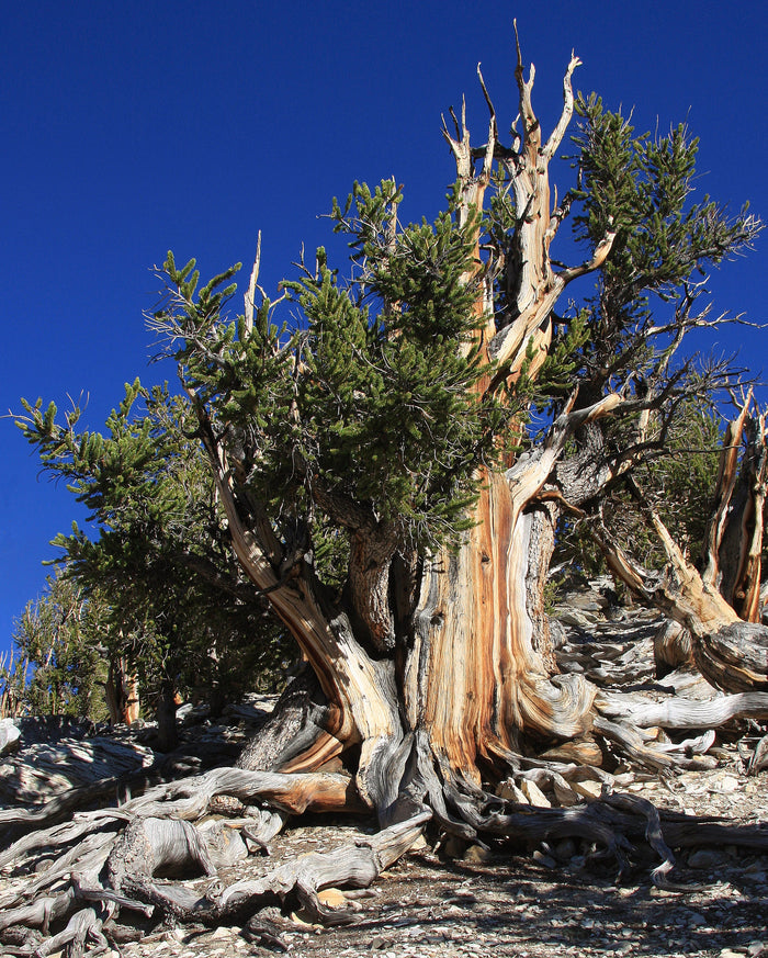 Great Basin Bristlecone Pine Pinus longaeva 10 Seeds