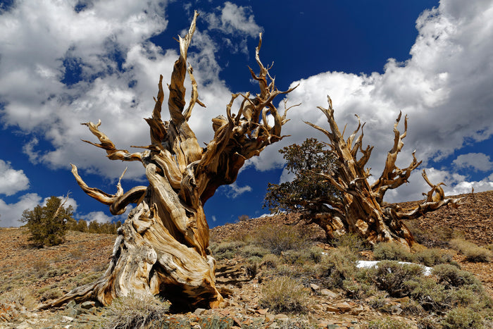 Great Basin Bristlecone Pine Pinus longaeva 10 Seeds