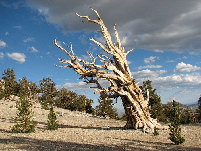 Great Basin Bristlecone Pine Pinus longaeva 10 Seeds