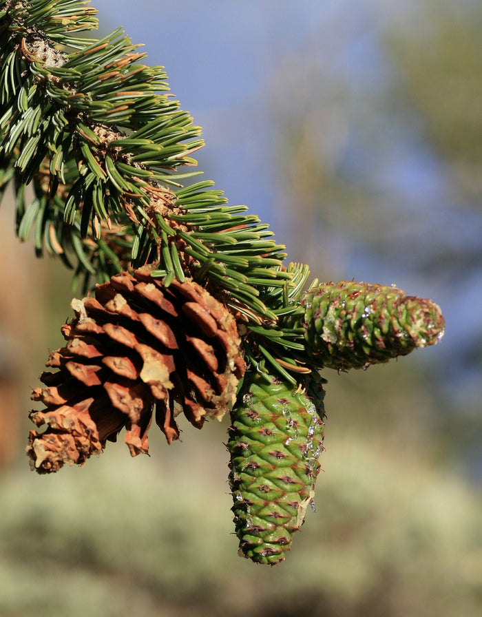 Great Basin Bristlecone Pine Pinus longaeva 10 Seeds