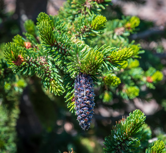 Great Basin Bristlecone Pine Pinus longaeva 10 Seeds