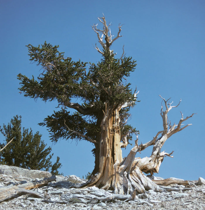 Great Basin Bristlecone Pine Pinus longaeva 10 Seeds