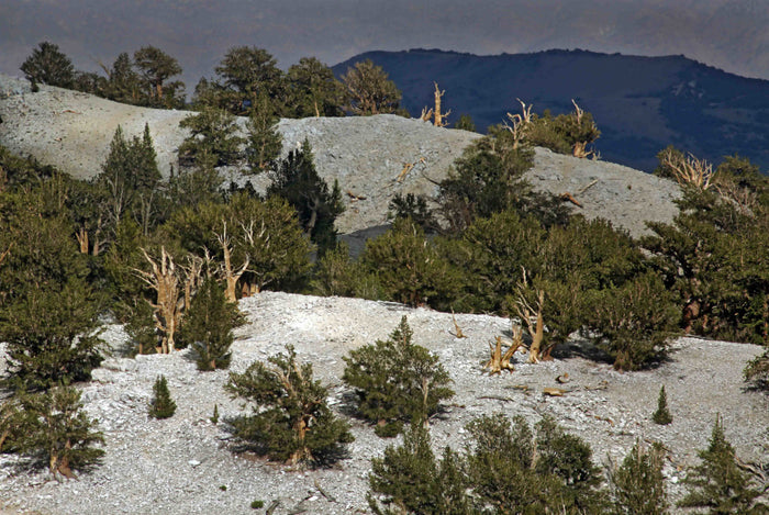 Great Basin Bristlecone Pine Pinus longaeva 10 Seeds