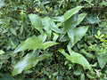 Green Arrow Arum  10 Seeds  Peltandra virginica