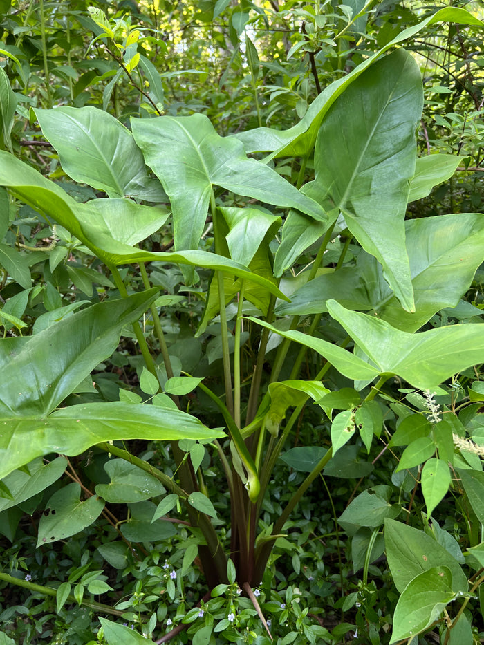 Green Arrow Arum  10 Seeds  Peltandra virginica