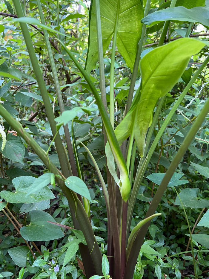 Green Arrow Arum  10 Seeds  Peltandra virginica
