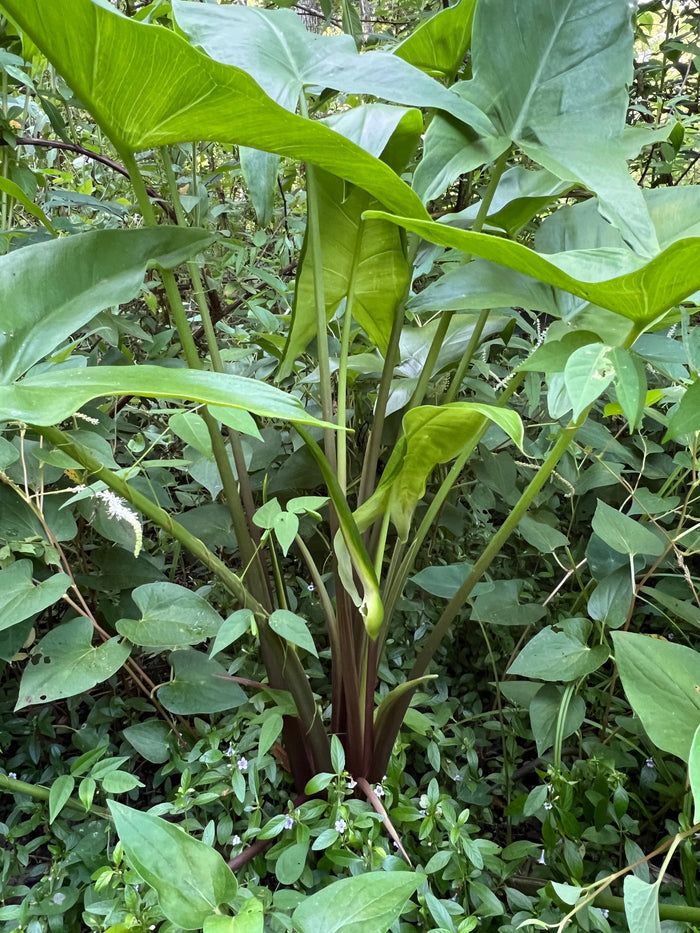Green Arrow Arum  10 Seeds  Peltandra virginica