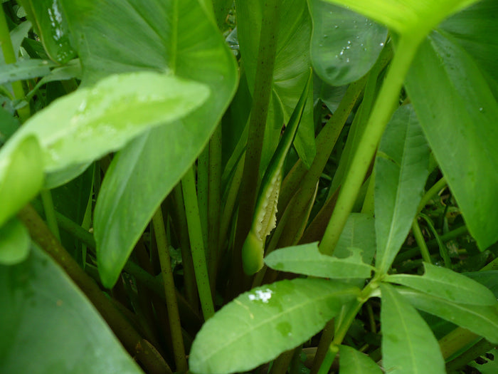 Green Arrow Arum  10 Seeds  Peltandra virginica