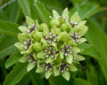 Green Milkweed   20 Seeds   Asclepias viridis