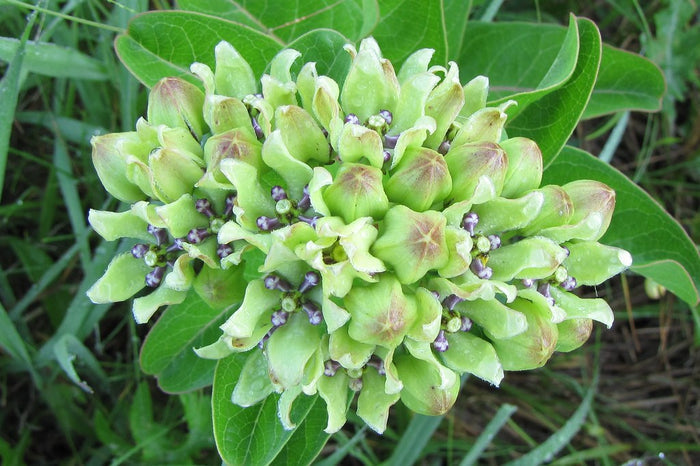 Green Milkweed   20 Seeds   Asclepias viridis